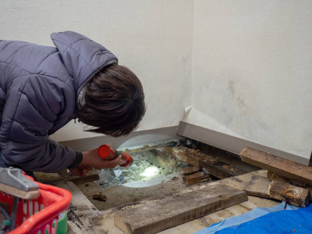 Best Mold Damage Restoration  in Skagway, AK