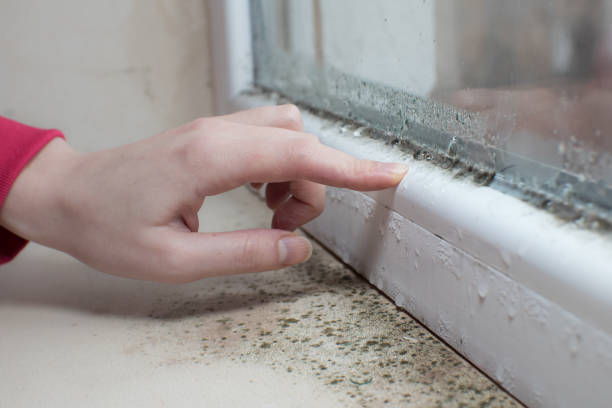 Best Industrial Mold Remediation  in Skagway, AK